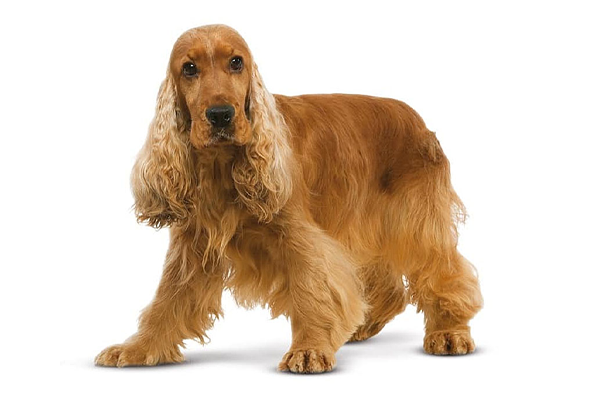 سگ نژاد کوکر اسپانیل Cocker Spaniel